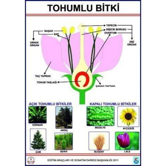 Oscar Tohumlu Bitkiler Levhası