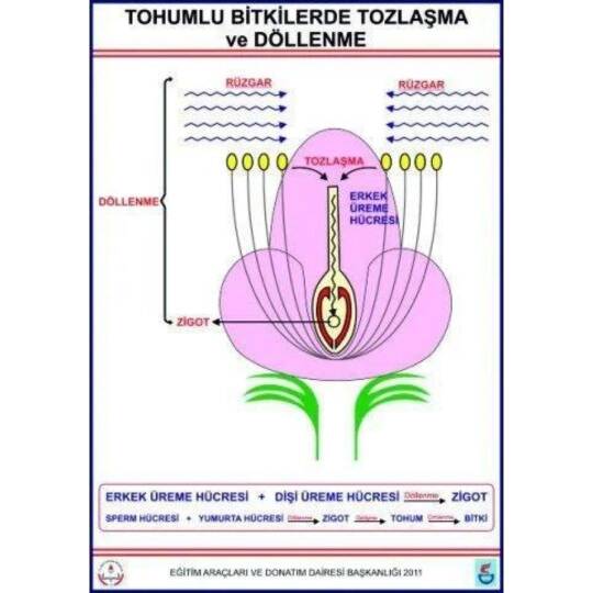 Oscar Tohumlu Bitkilerde Tozlaşma Ve Döllenme Lev. (70X100 Cm)