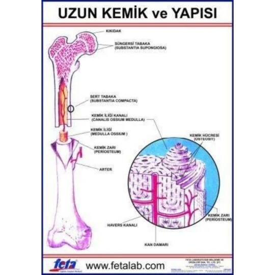 Oscar Uzun Kemiğin Yapısını Gösteren Eğitim Plakası